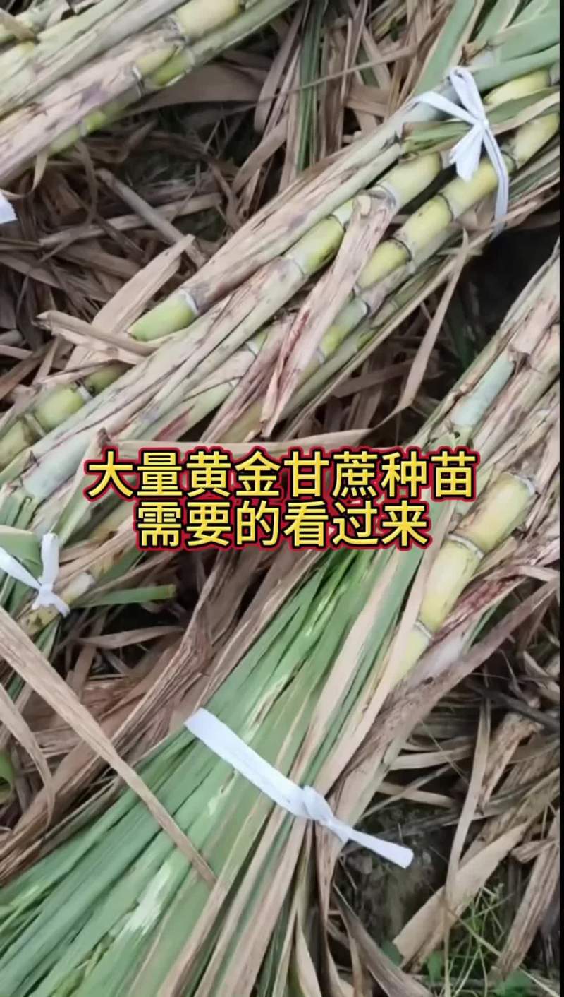 黄金甘蔗种苗支持全国各地发货1万条起批