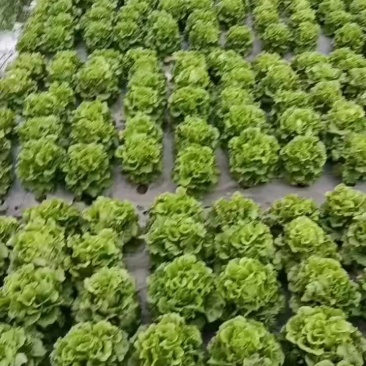 生菜，意大利生菜