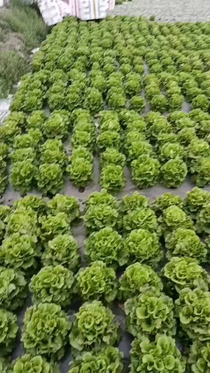 生菜，意大利生菜