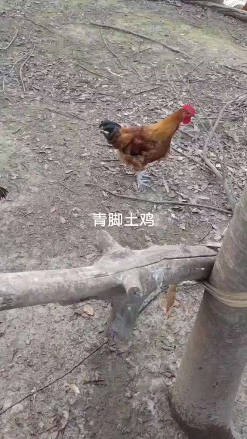 小公鸡