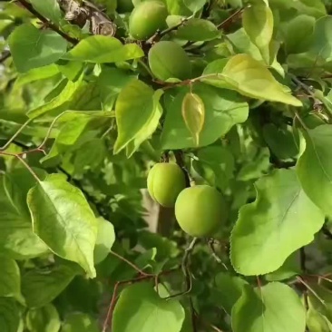 小青杏