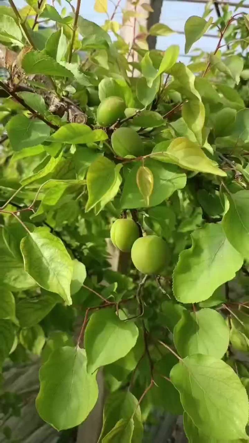小青杏