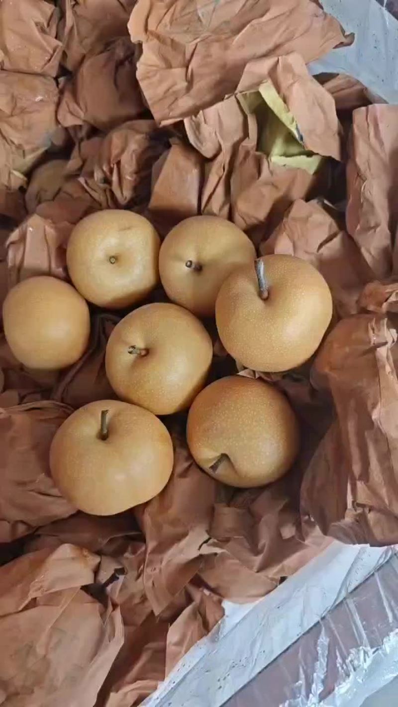 秋月梨，南水梨