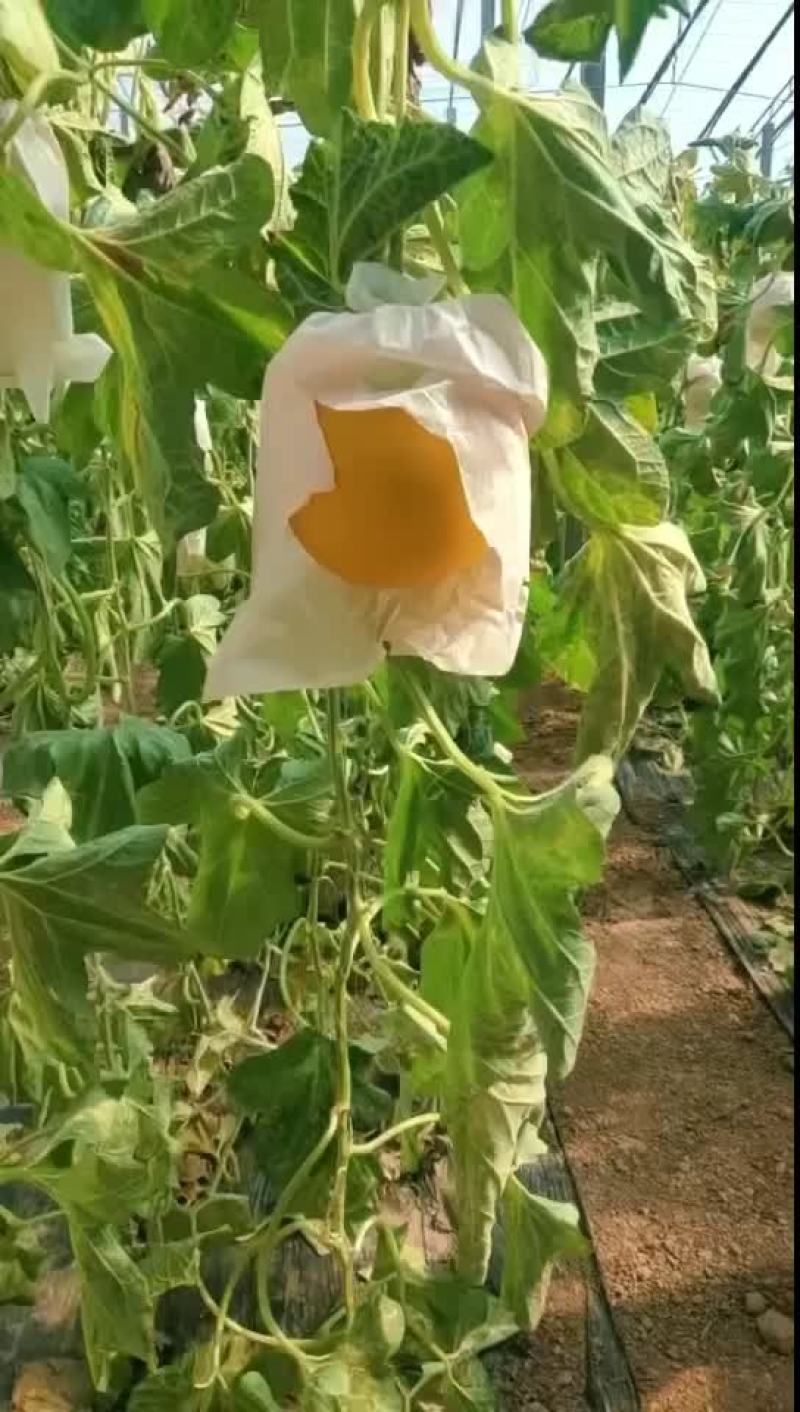 久红瑞甜瓜