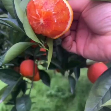 塔罗科血橙