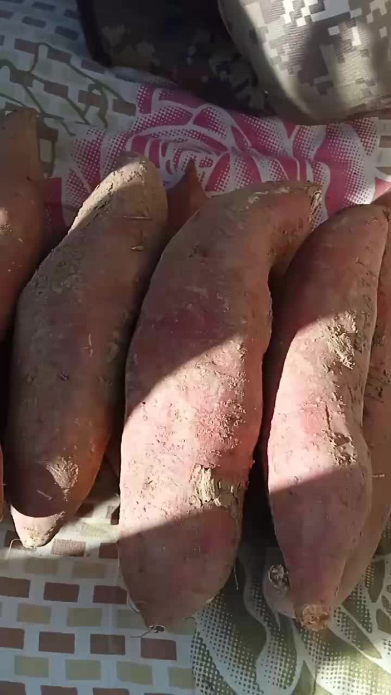 西瓜红红薯
