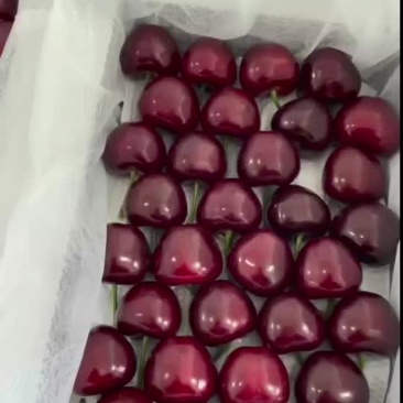 现摘美早大樱桃