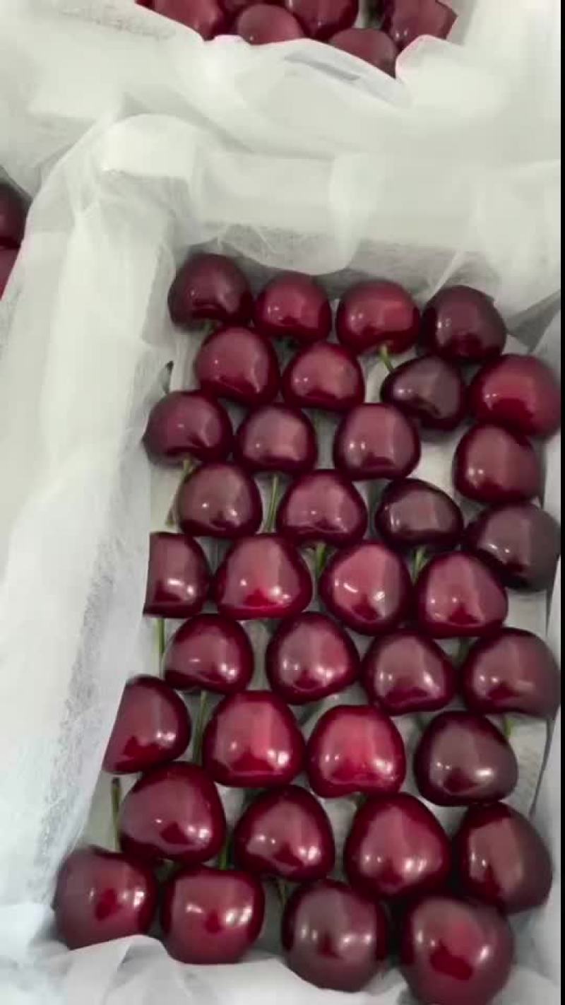 现摘美早大樱桃
