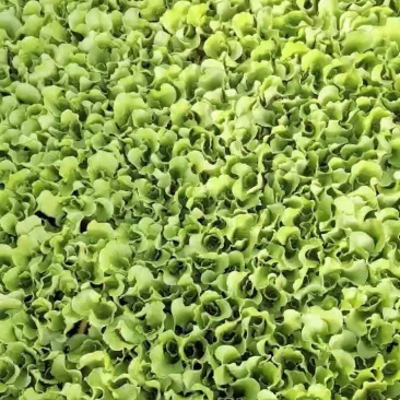 意大利生菜苗0.04株，根系好，我活淬高欢迎新老客选购