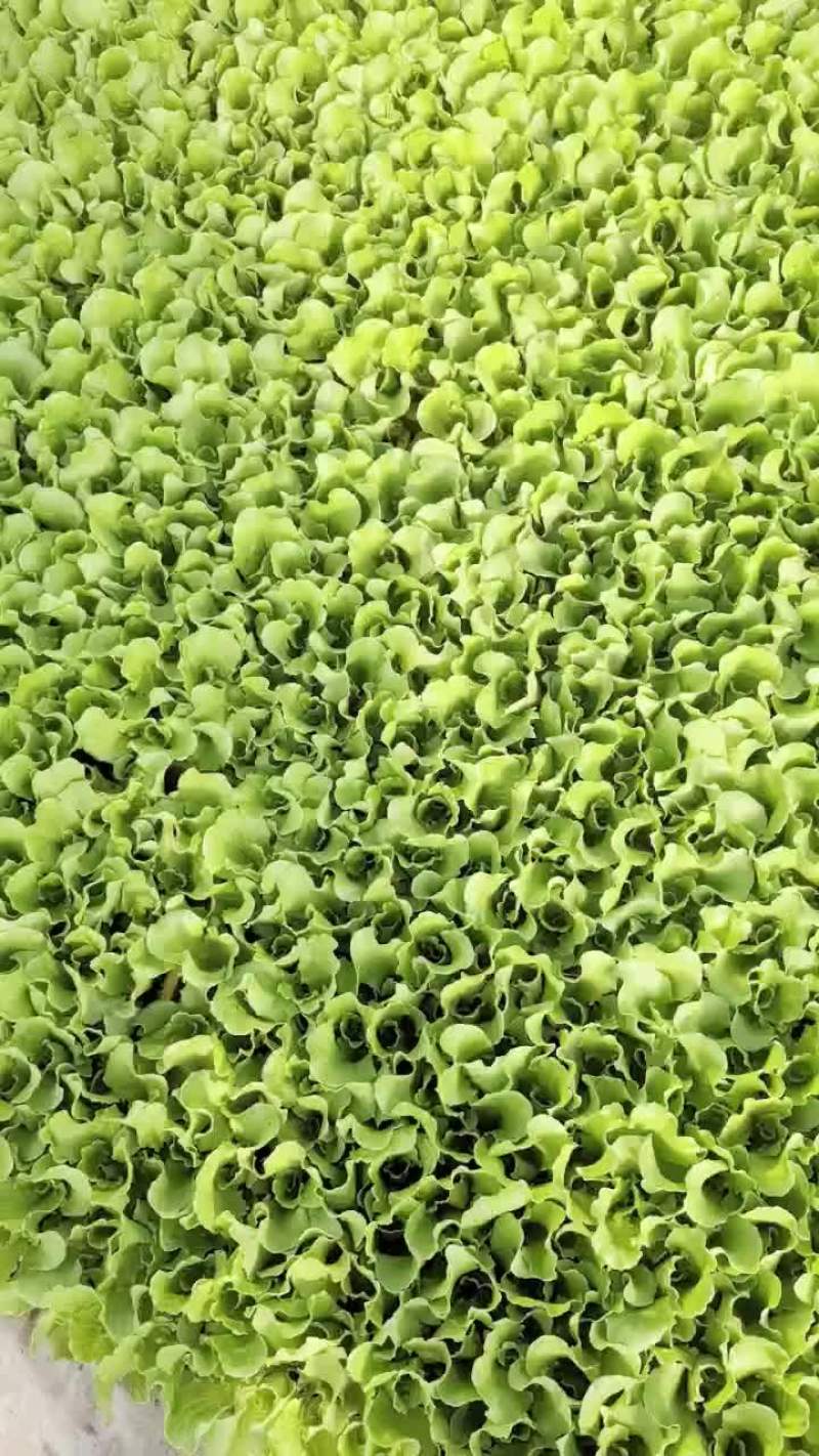 意大利生菜苗0.04株，根系好，我活淬高欢迎新老客选购