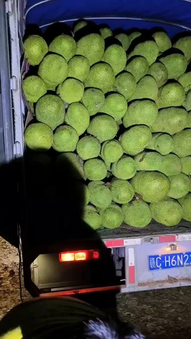 海南菠萝蜜泰八红肉，1号果产地直发