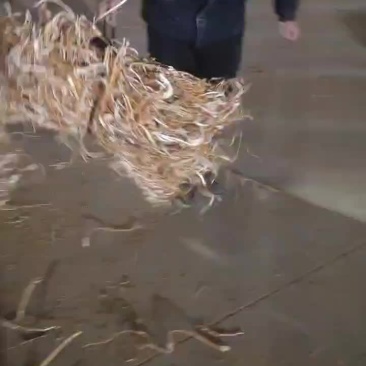 桑白皮药厂货