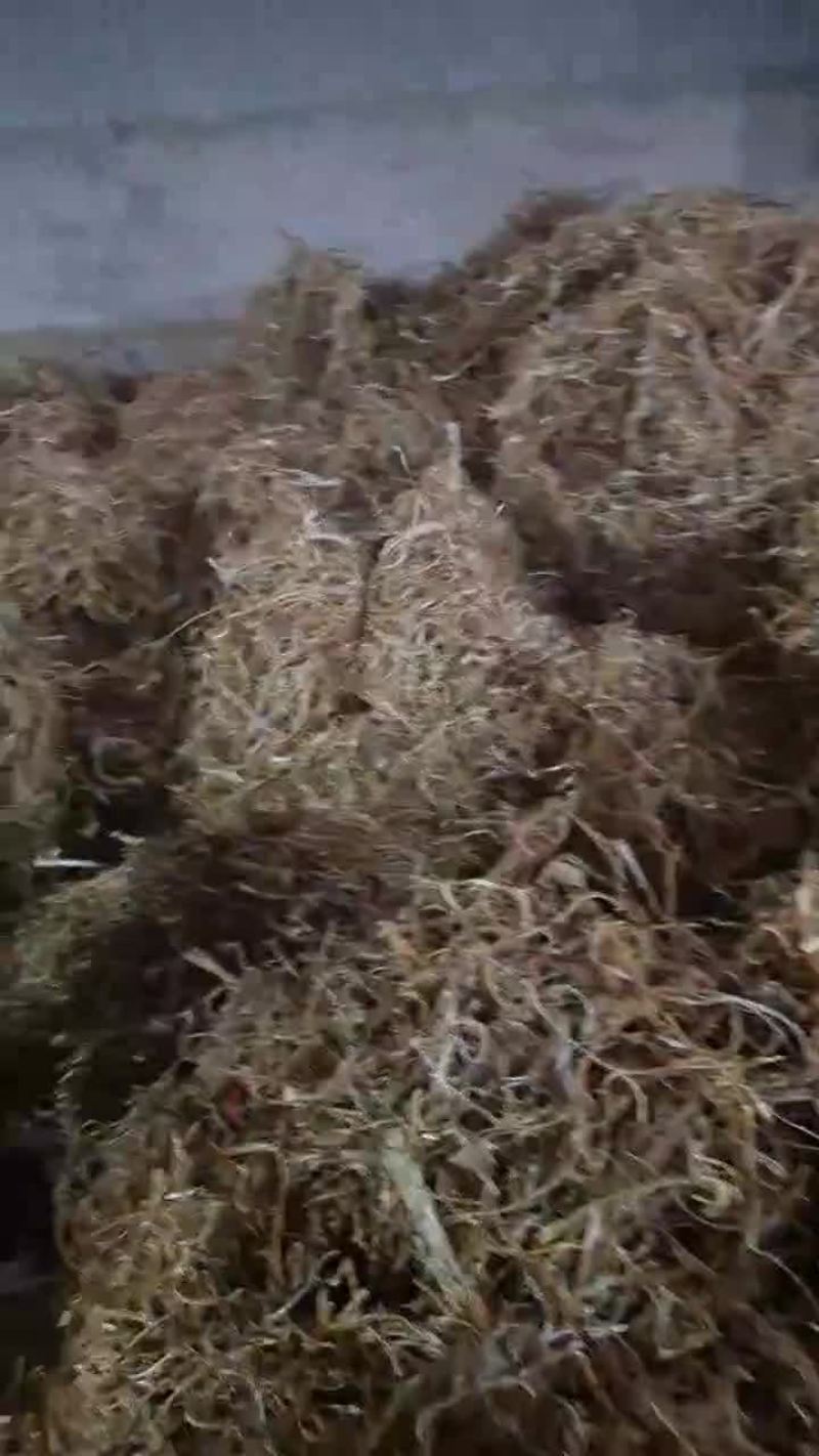 桑白皮药厂货