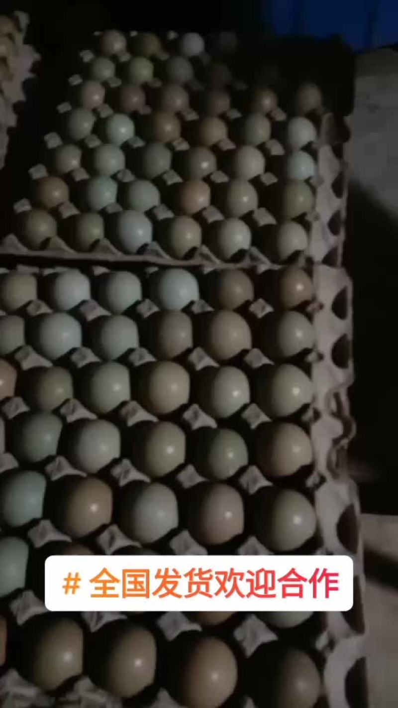 优质新鲜野鸡蛋营养丰富建康美味保证质量破损保陪需要的老板