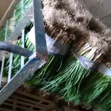 四季小葱大量有货毛毛钱需要的订购
