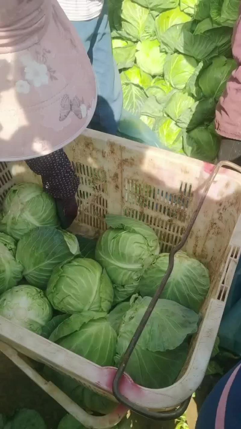 精品甘蓝大量上市，多年老店，供货稳定