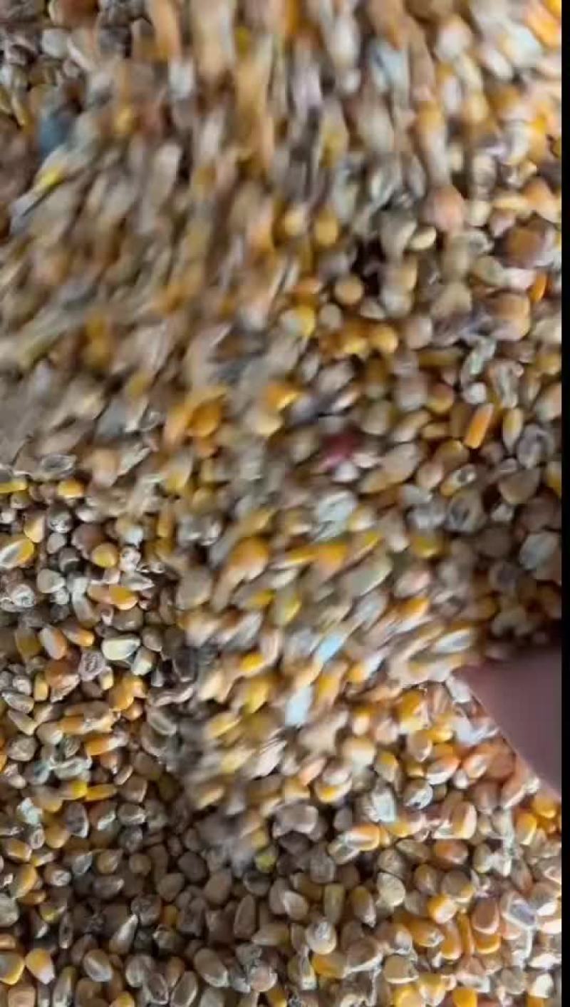 霉变玉米粒，大货视频