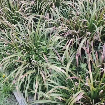 红心石菖蒲