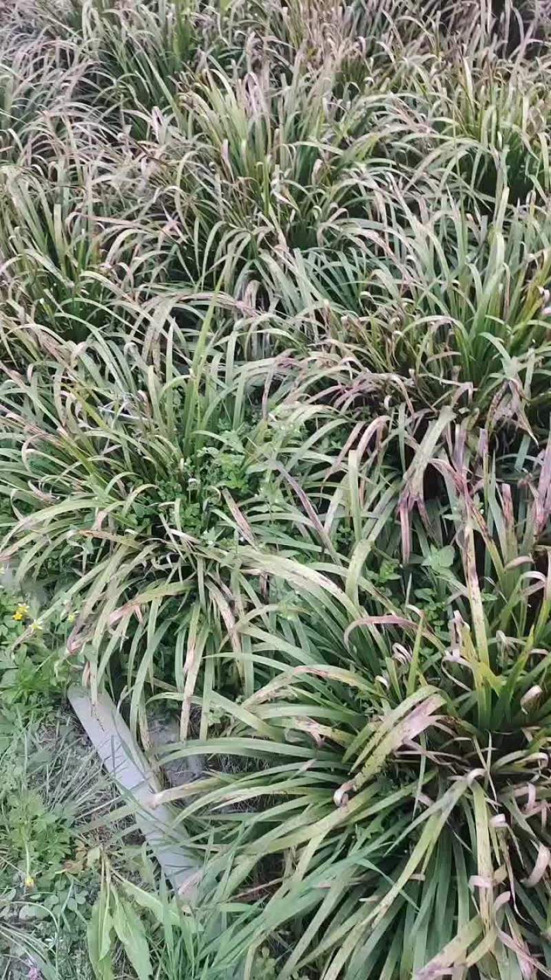 红心石菖蒲