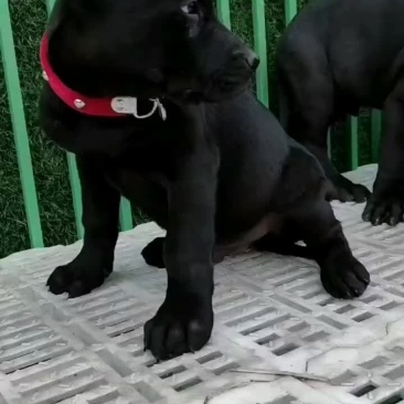 黑狼犬全身乌黑镇宅辟邪看家护院