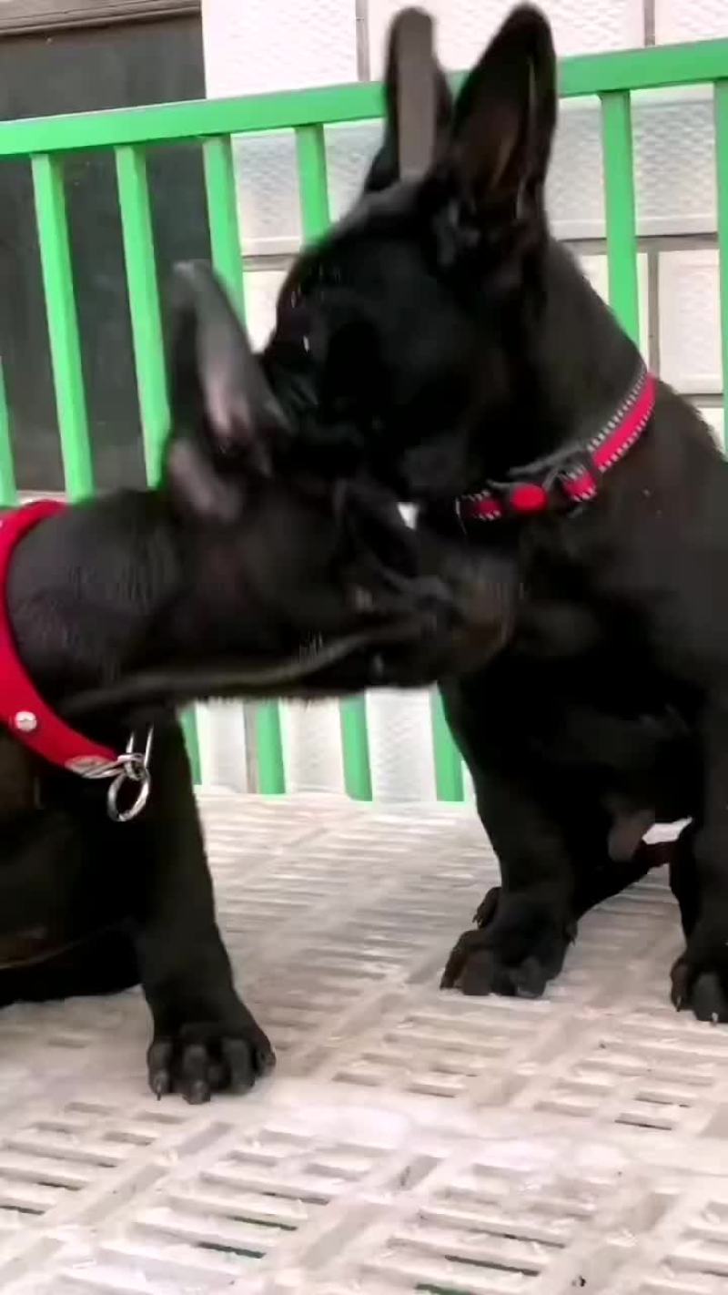 黑狼犬全身乌黑镇宅辟邪看家护院