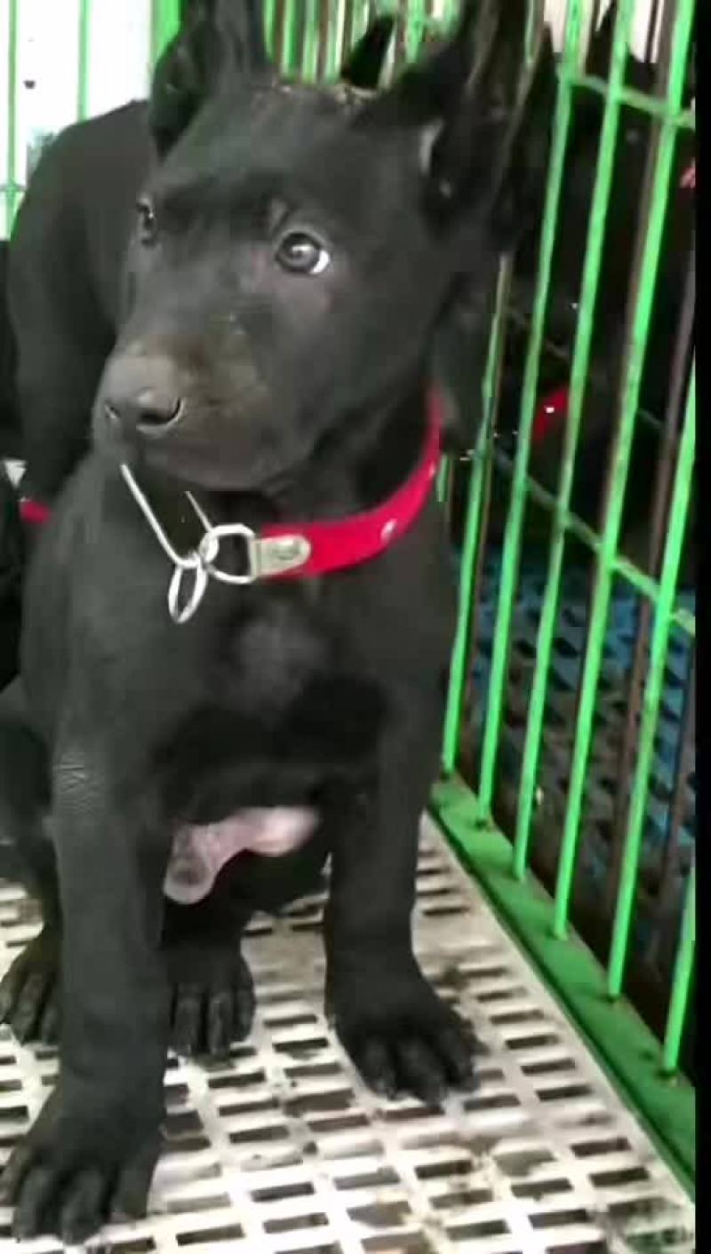 黑狼犬全身乌黑镇宅辟邪看家护院
