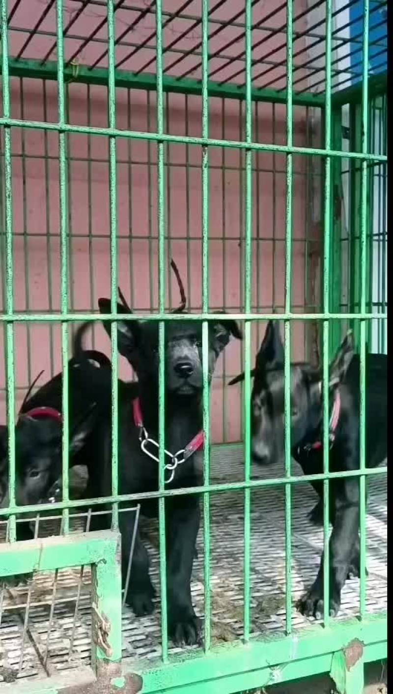 黑狼犬全身乌黑镇宅辟邪看家护院