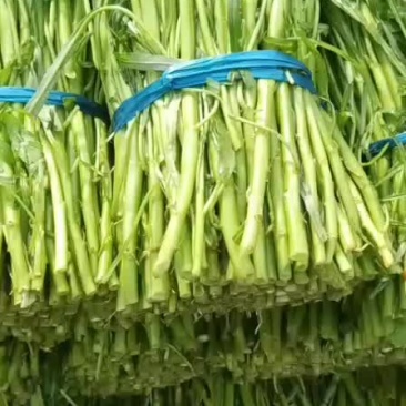 空心菜