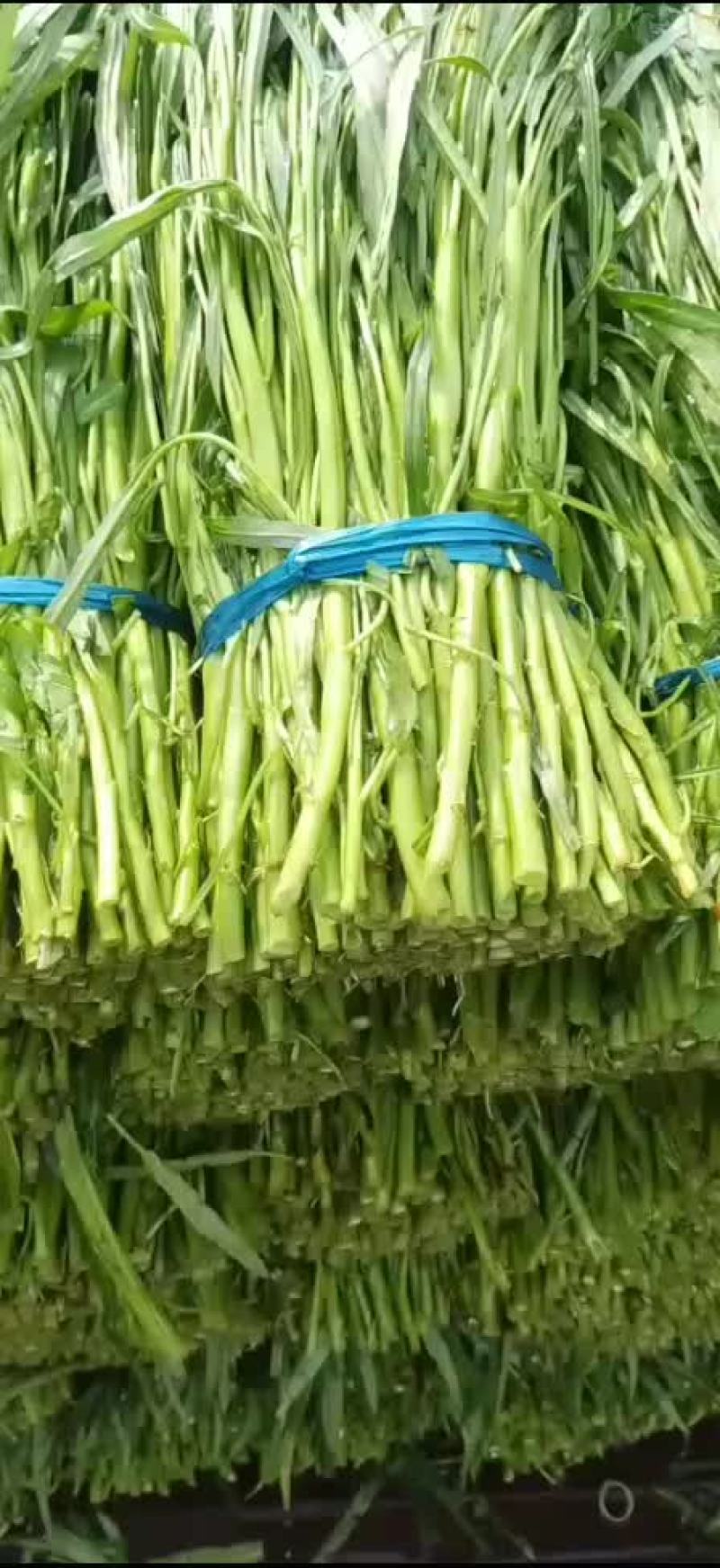 空心菜