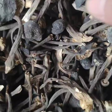 云南基地直供黑皮鸡枞