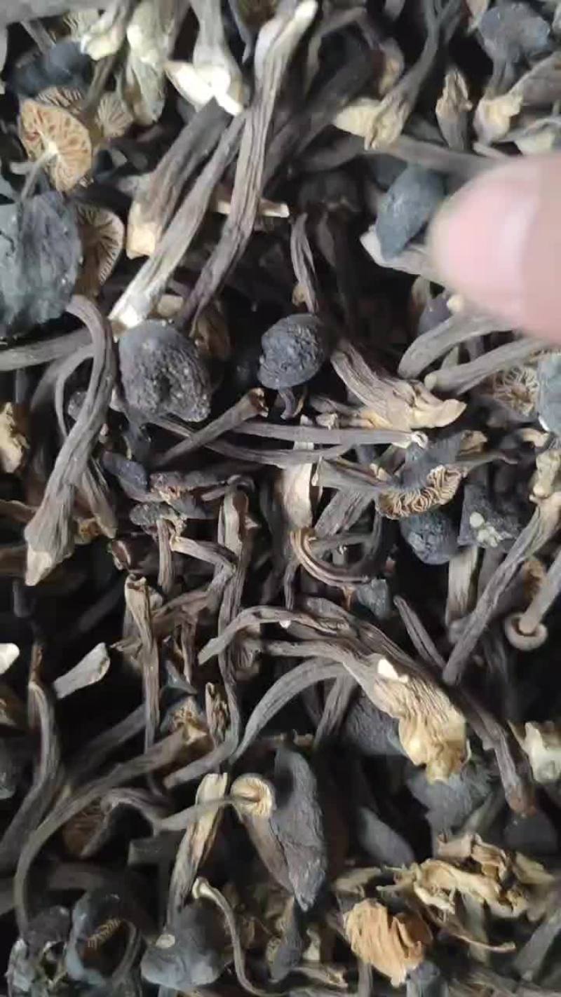 云南基地直供黑皮鸡枞