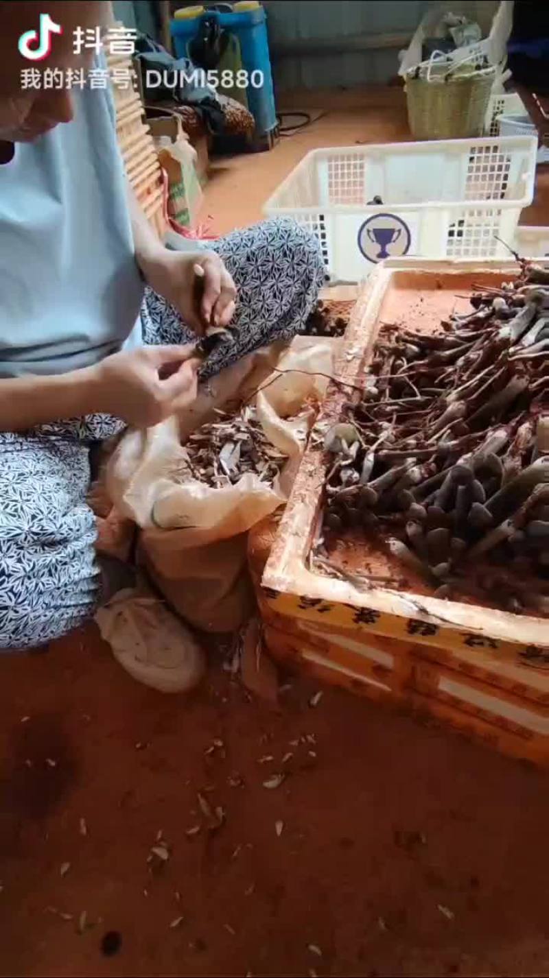 云南基地直供黑皮鸡枞