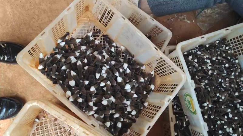 云南基地直供黑皮鸡枞
