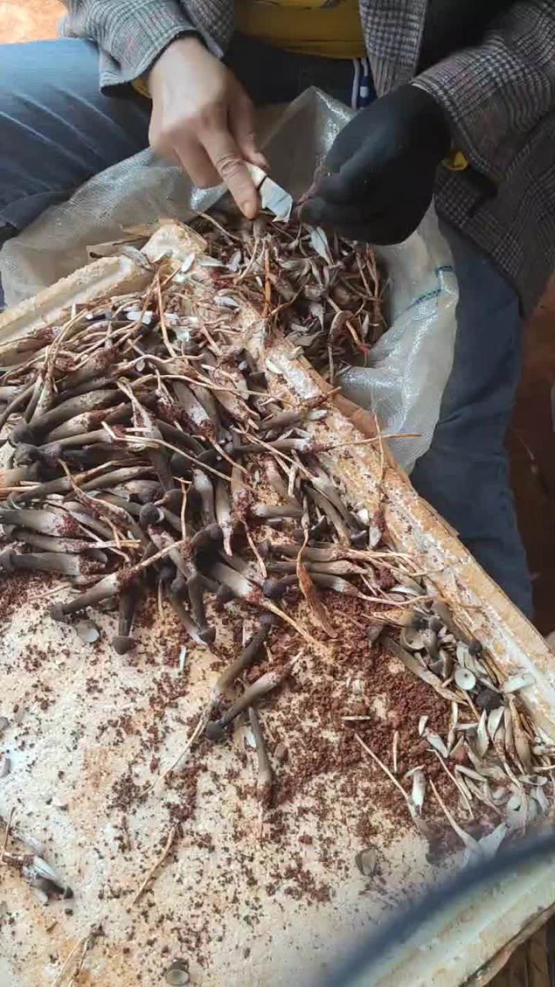 云南基地直供黑皮鸡枞