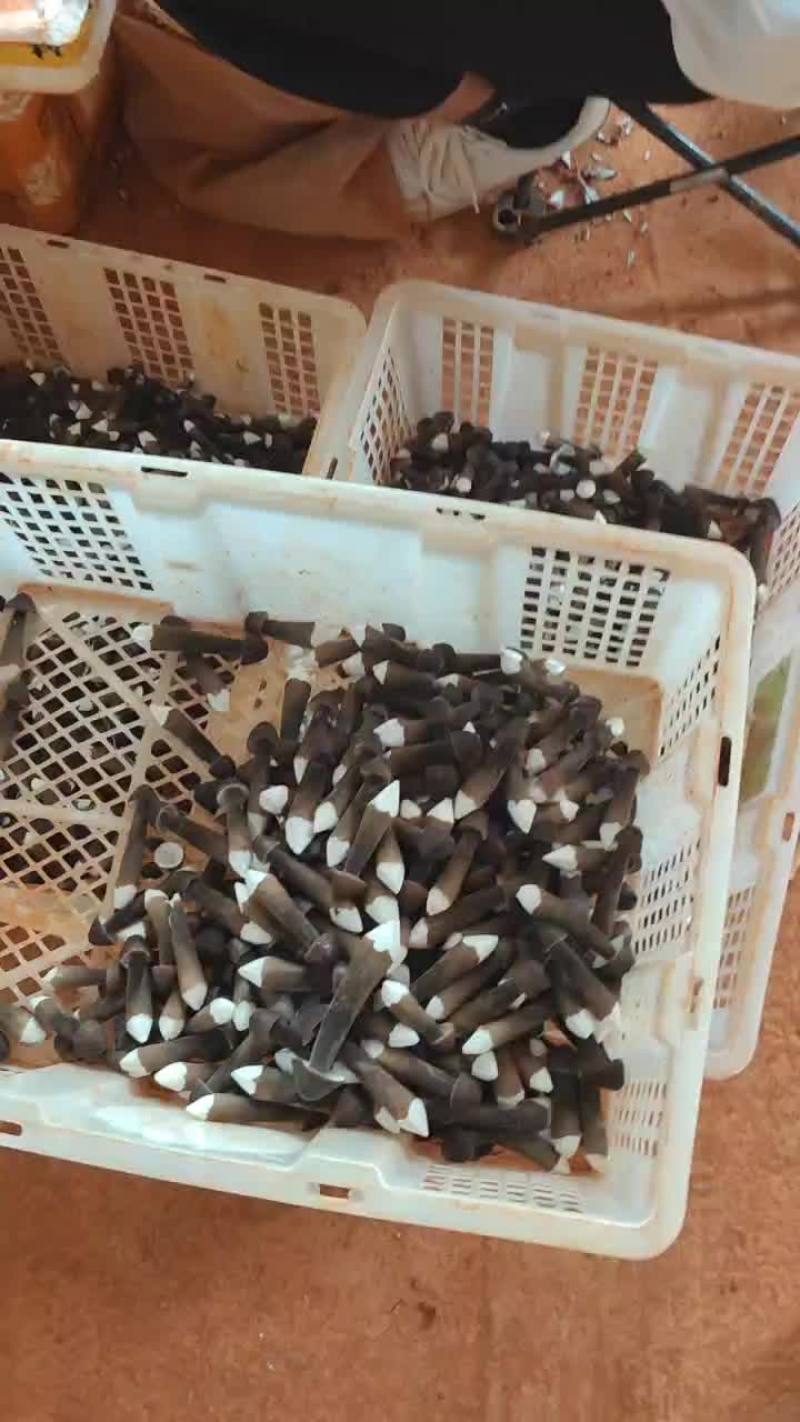 云南基地直供黑皮鸡枞