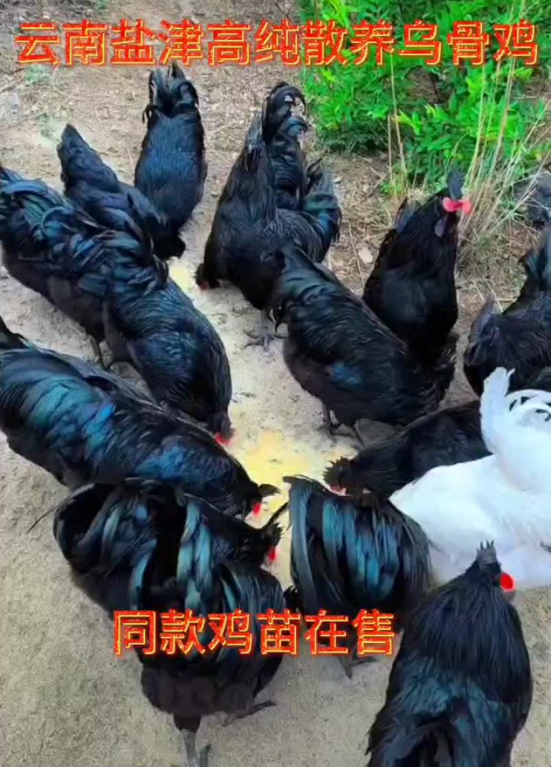 云南盐津高纯散养乌骨鸡