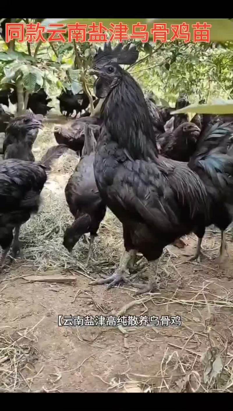 云南盐津高纯散养乌骨鸡