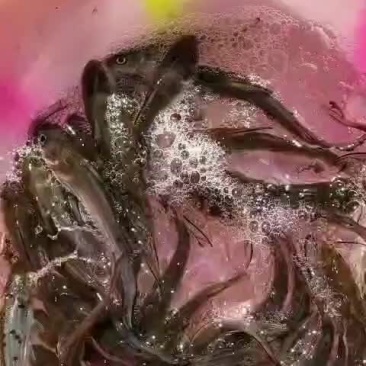 叉尾鱼苗