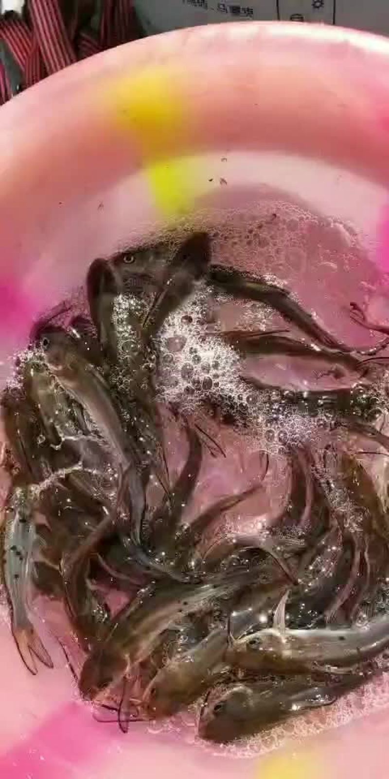 叉尾鱼苗