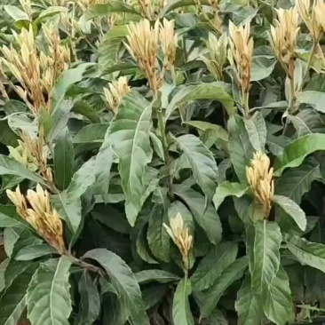 春花枇杷苗