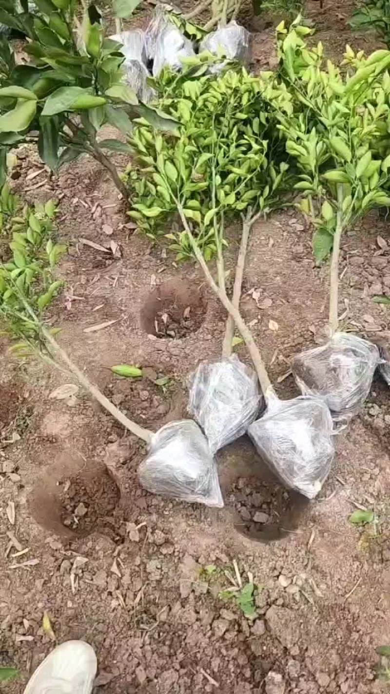 精品春见苗