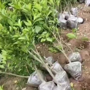 精品春见苗