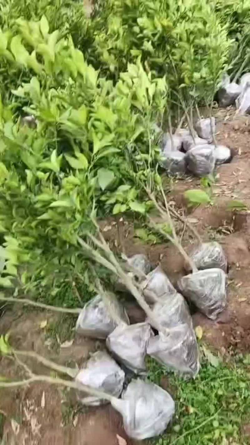精品春见苗