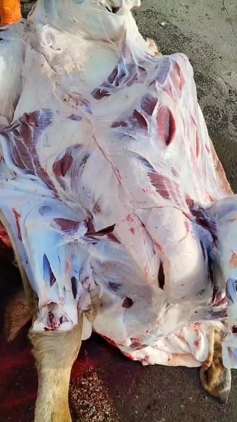 纯干鲜牛肉质量保证一手货源拒绝中间商赚差价