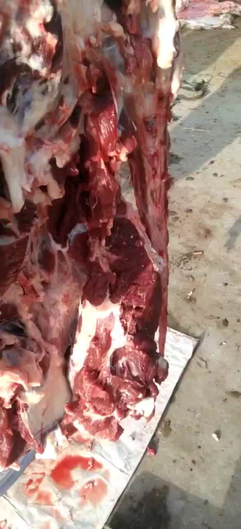 纯干鲜牛肉质量保证一手货源拒绝中间商赚差价
