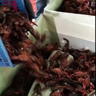 小龙虾