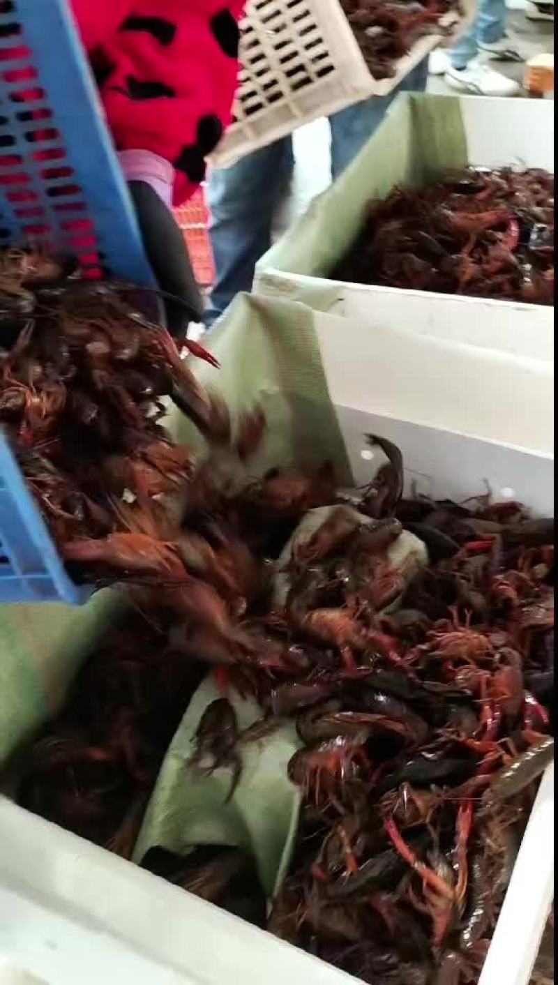 小龙虾