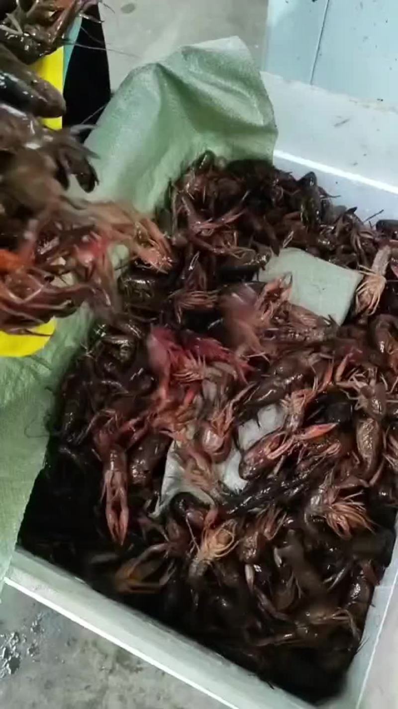 小龙虾