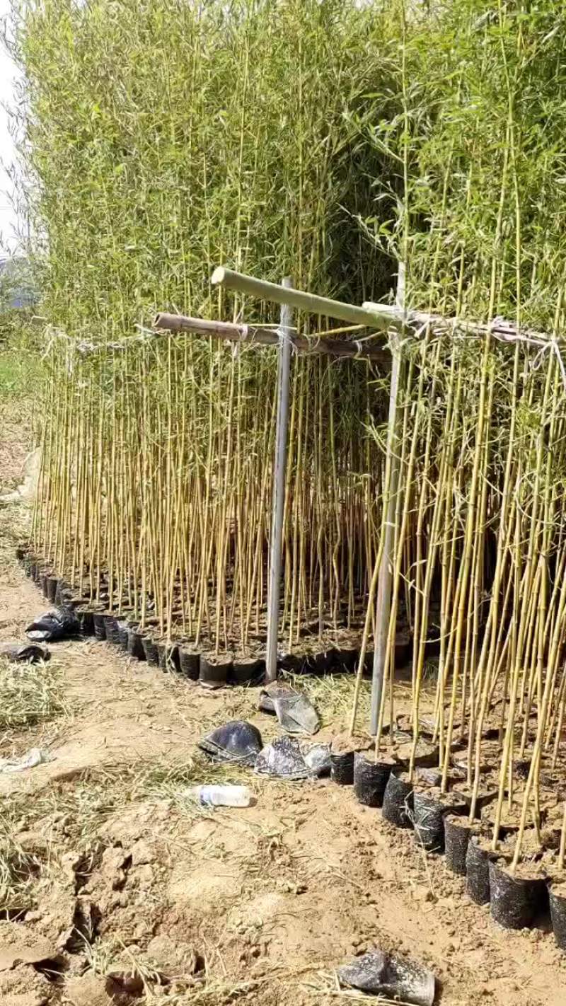 金镶玉竹精品杯苗大量有货欢迎广大朋友选购。