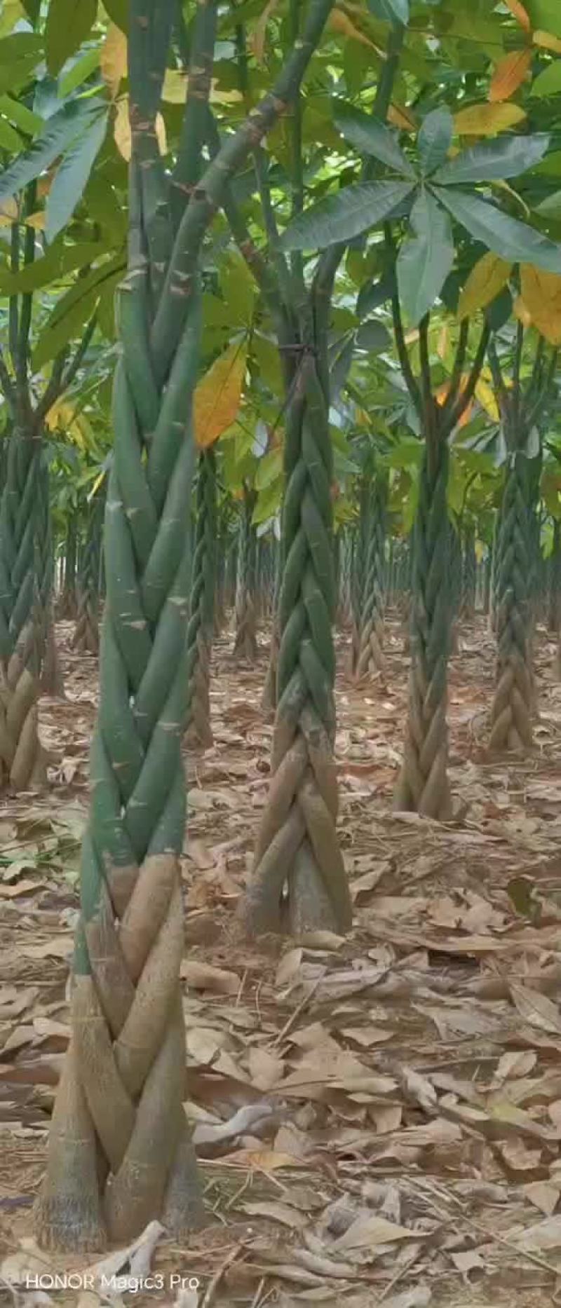 五边发财树